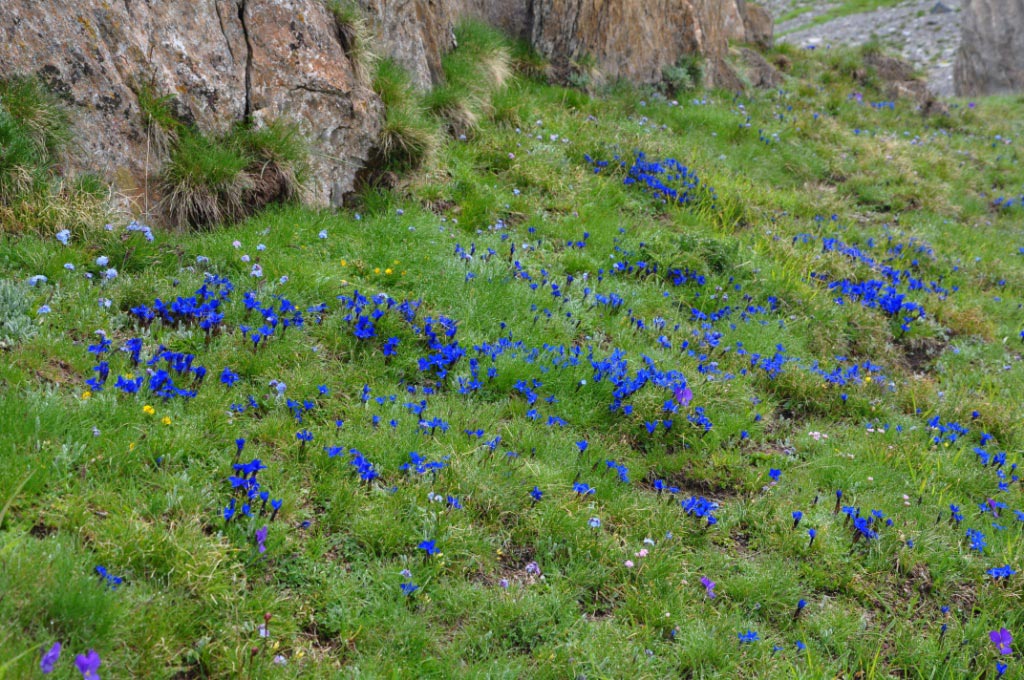 Champoluc